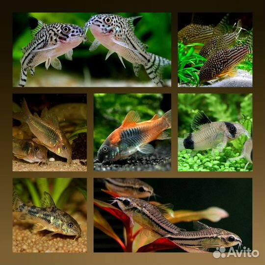 Сомики коридорасы