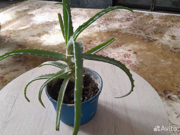 Алоэ столетник