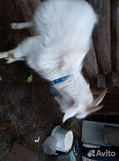 Продам козла