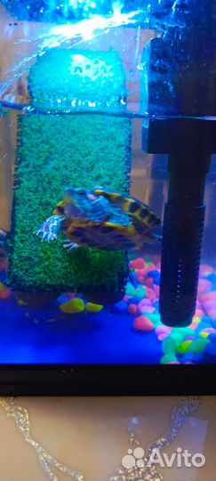 Черепашки красноухие