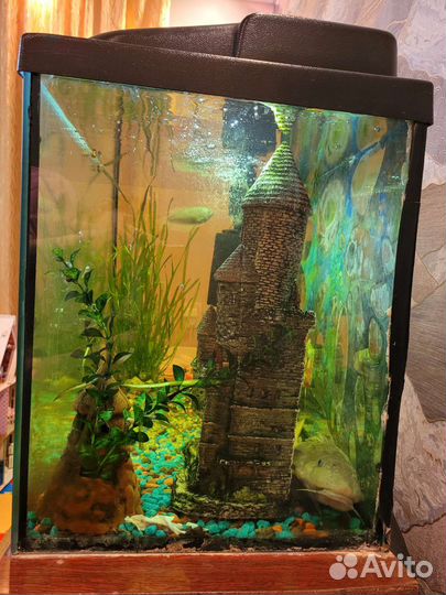 Аквариум с рыбками
