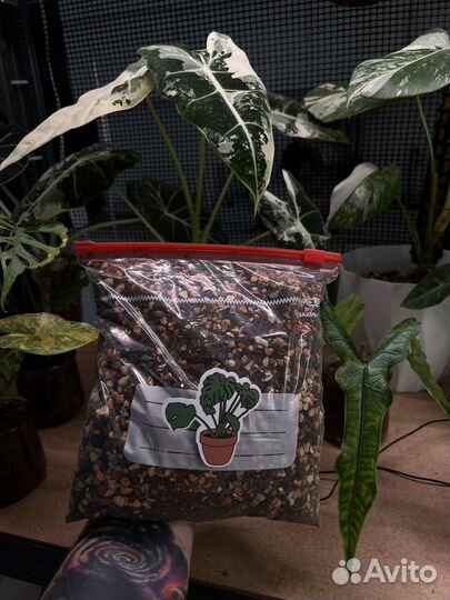 Готовый грунт для растений