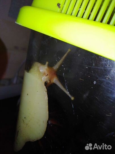 Улитка ахитина