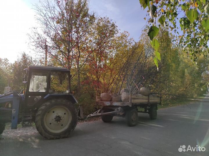 Липа обыкновенная 3-4-5 м