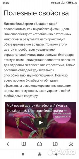 Бразильская экзотика- бильбергия