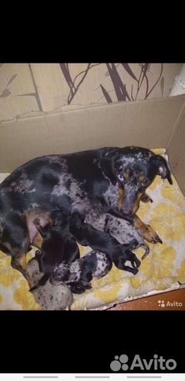 Щенки в добрые руки