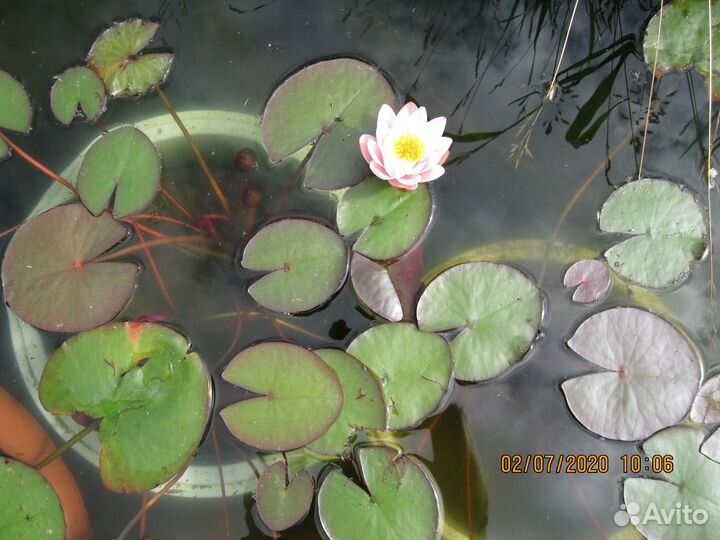 Растения для пруда