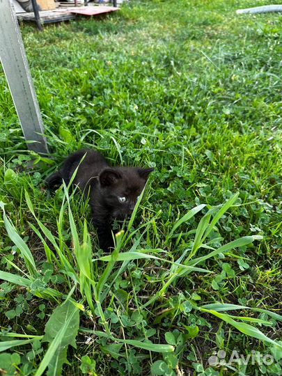 Котята