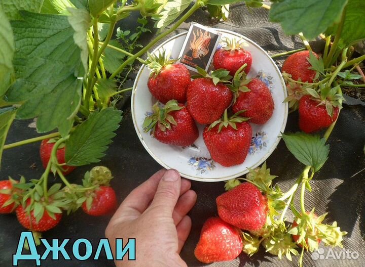 Саженцы клубники