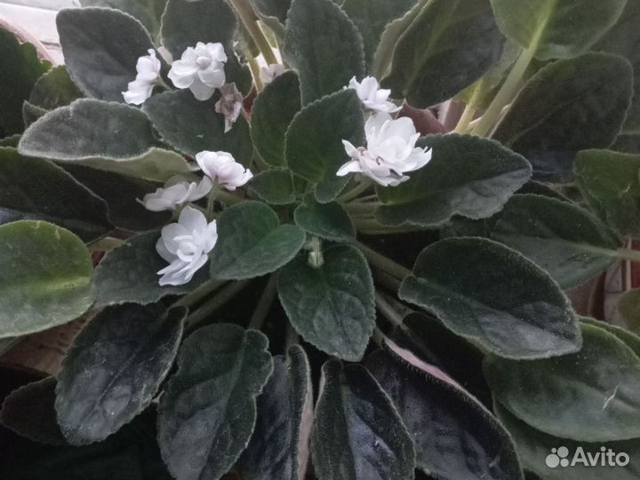 Листики белой фиалки