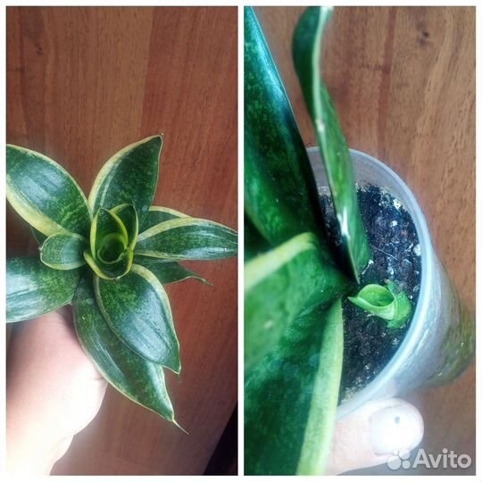 Комнатные цветы