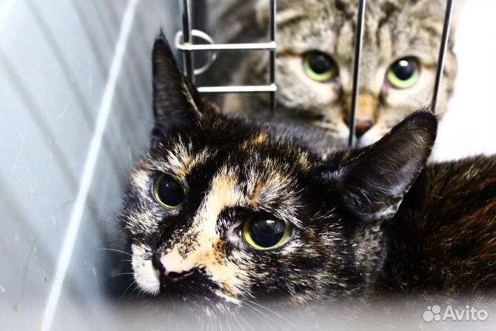 Две кото-лапочки ищут свой дом навсегда