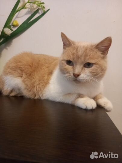 Нежная малышка Майра в поисках дома