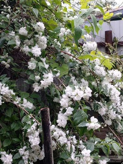 Участок 5,5 сот. (ИЖС)