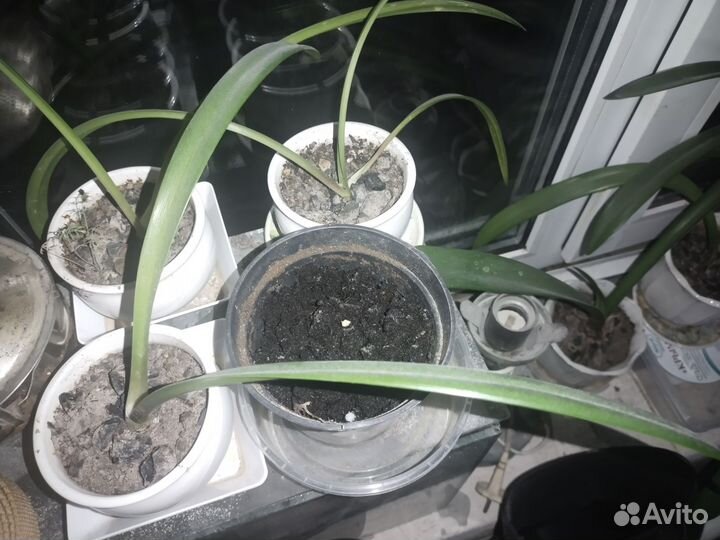 Гиппеаструм