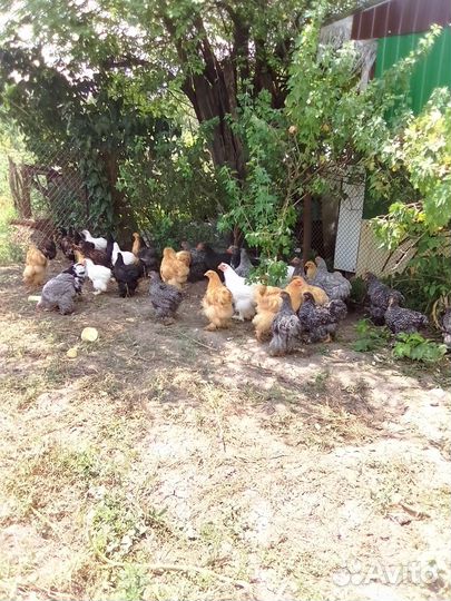 Куры породы кокинхин И орпингтон