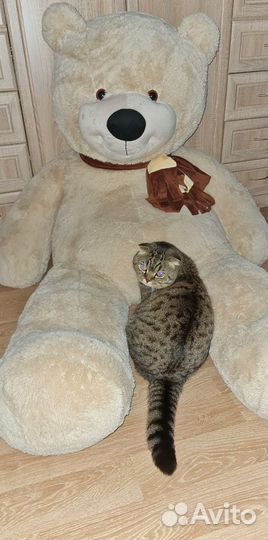 Большие плюшевые медведи