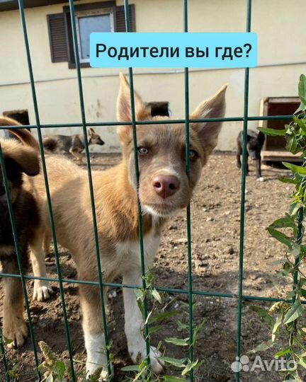 Хаски