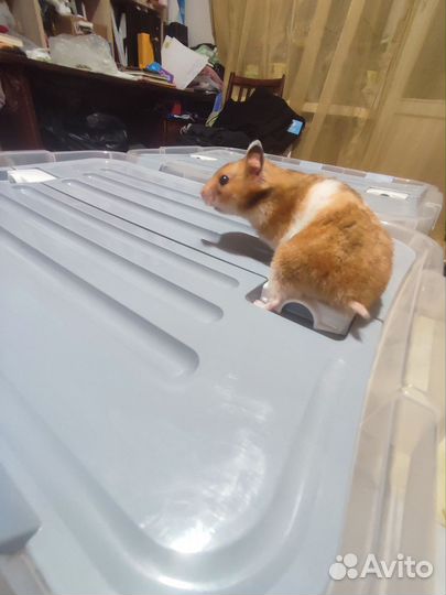 Сирийские хомячки рождены 30.09.24