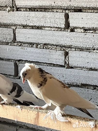 Ленинаканские голуби