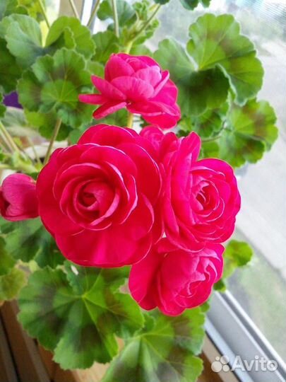 Пеларгония