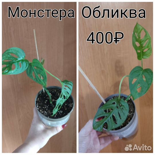 Разные растения