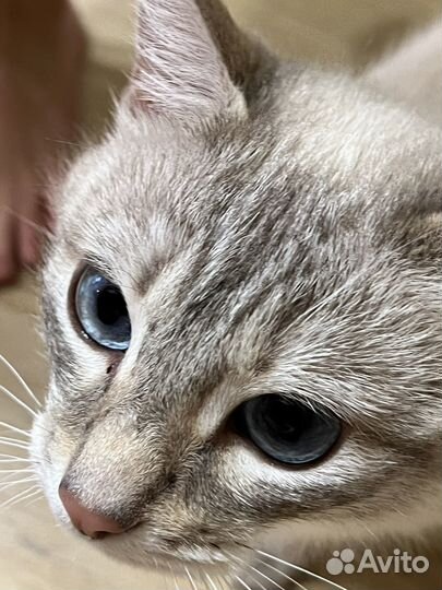 Тайская кошка