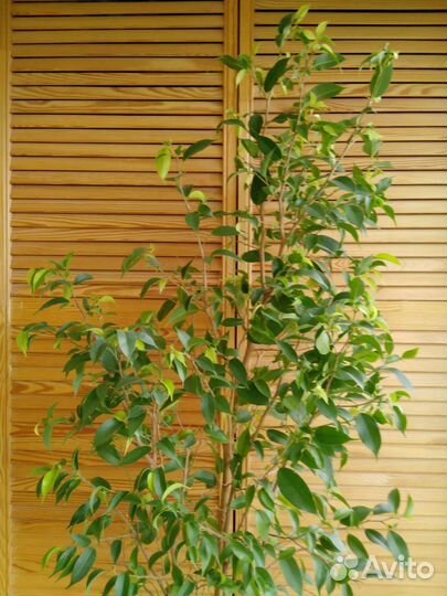 Фикус бенджамина высота метр большой