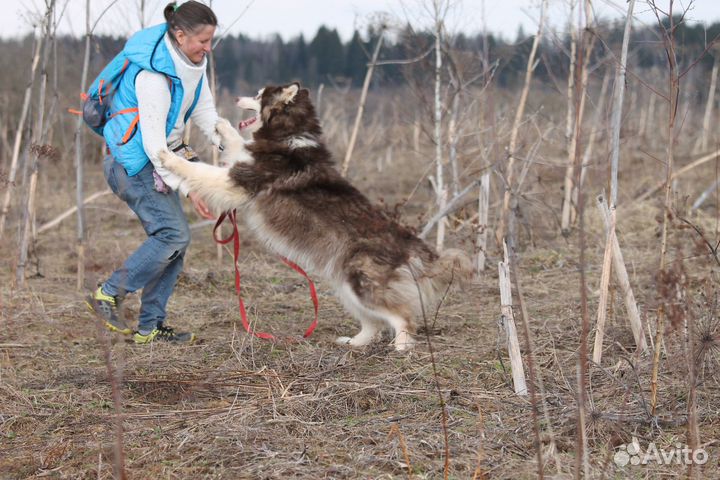 Хаски Янатрь ищет дом