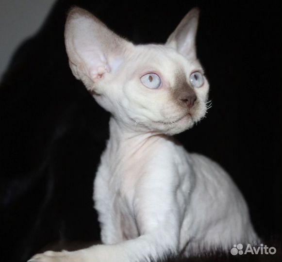 From the Madonna's house