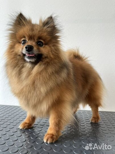 Груминг собак