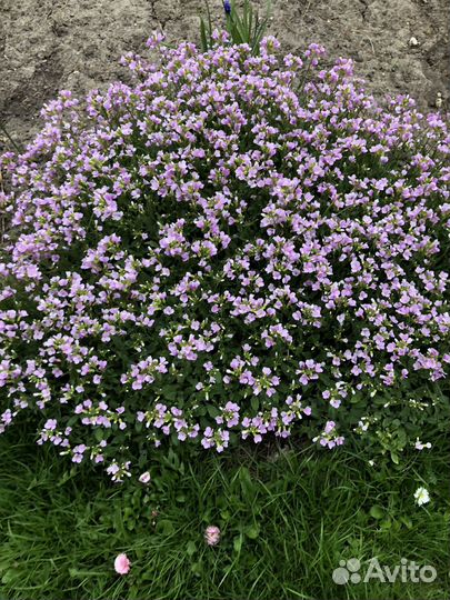 Растения для сада