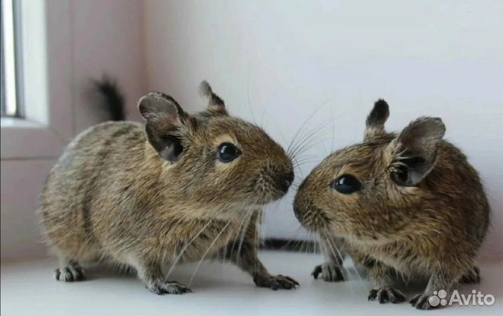 Чилийская белка дегу