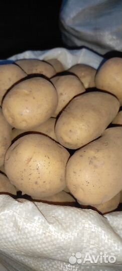 Продам картофель
