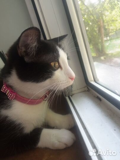 Отдаю в хорошие руки