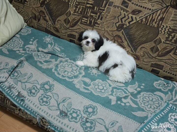 Продажа собак