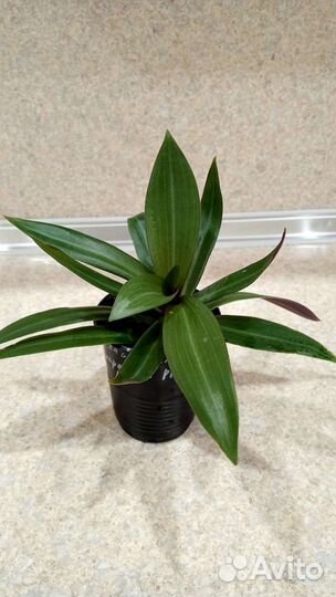 Рео пурпурный