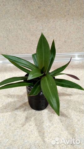 Рео пурпурный