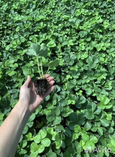 Рассада клубники Клери