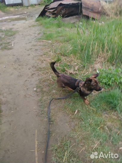 Маленькая собака в добрые руки бесплатно