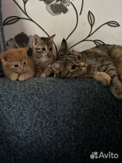 Котята в добрые руки