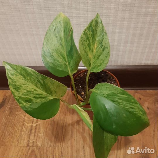 Сциндапсус