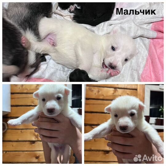Щенки в добрые руки