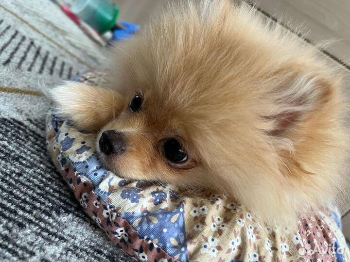 Померанский шпиц мини
