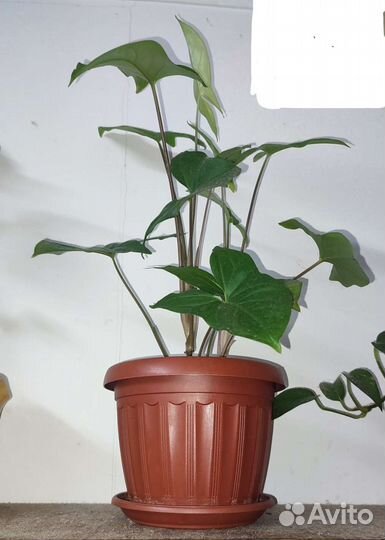 Сингониум ножколистный