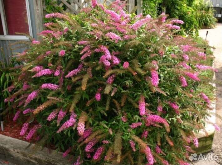 Жасмин махровый,Гортензия,цветущие кусты