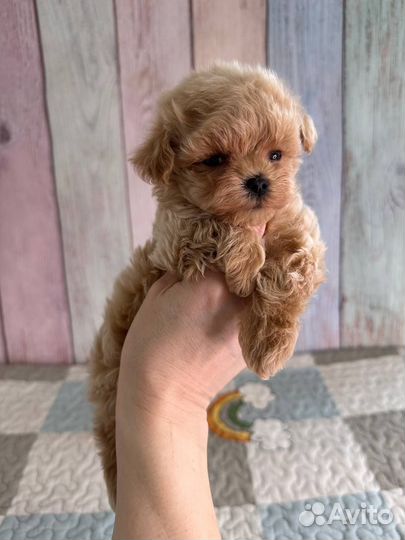 Мальтипу micro тедди f1 бейбифейс