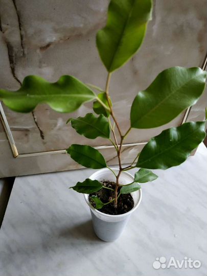 Комнатные растения