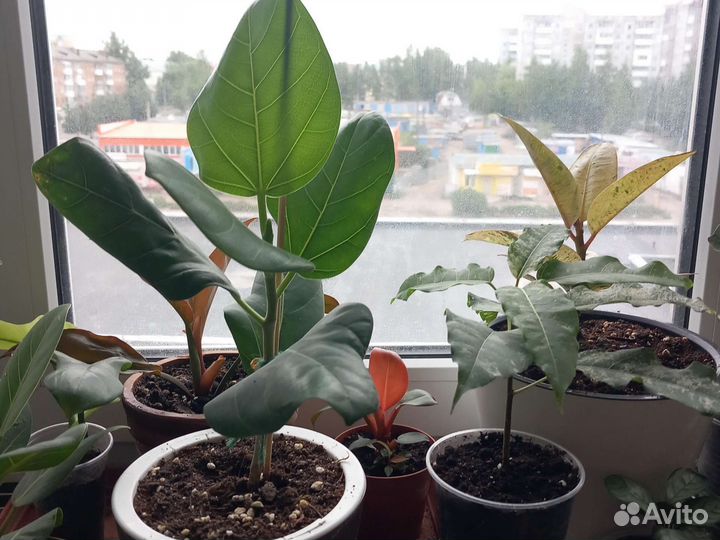 Фикус бенгальский одри