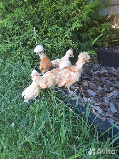 Цыплята Падуаны, ия